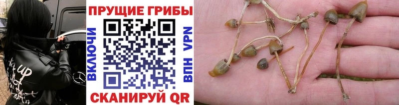 Купить где  Кондрово  Галлюциногенные грибы мухоморы 